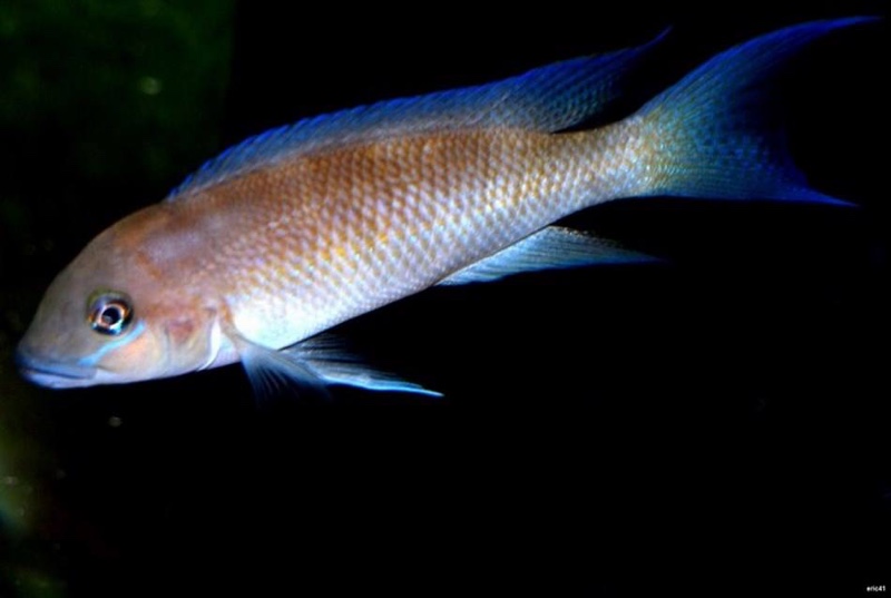 Neolamprologus christyi 'Isanga Bay'